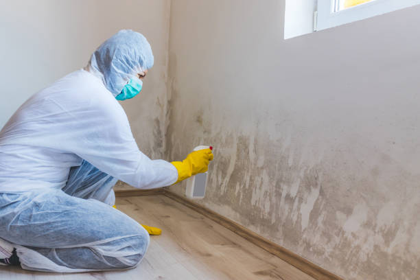 Licensed Basement Mold Remediation service in Thornton, IL - WQB Mold Removal