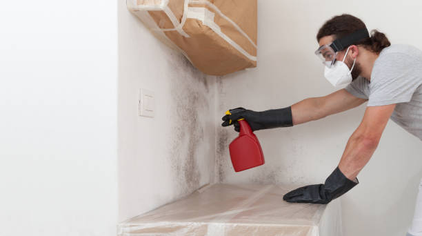 Professional Basement Mold Remediation technician working in Thornton, IL