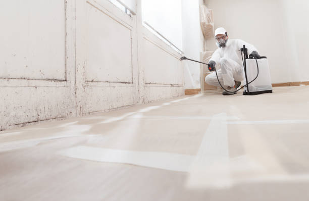 24/7 Emergency Basement Mold Remediation experts in Thornton, IL