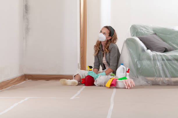 Reliable Basement Mold Remediation contractor in Thornton, IL by WQB Mold Removal
