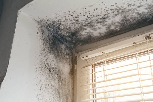 Affordable Basement Mold Remediation solutions in Thornton, IL
