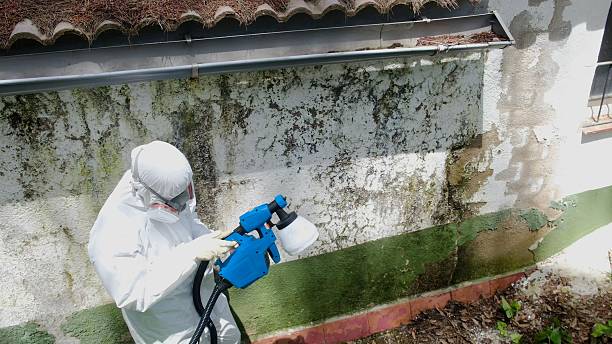 Top rated local Basement Mold Remediation specialists in Thornton, IL